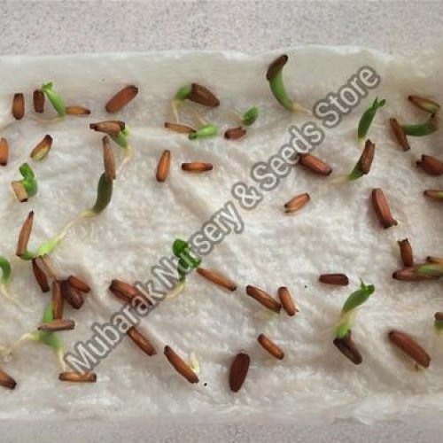 Adenium Seeds