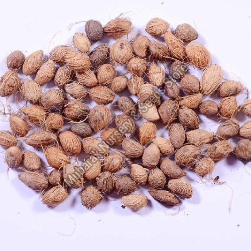 Areca Palm Seeds