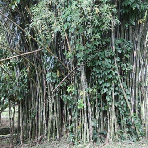 Bambusa Polymorpha Plant