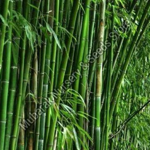 Beema Bamboo Plant
