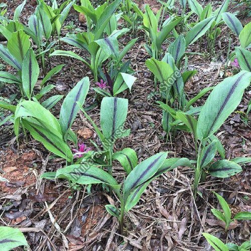 Black Turmeric Plant