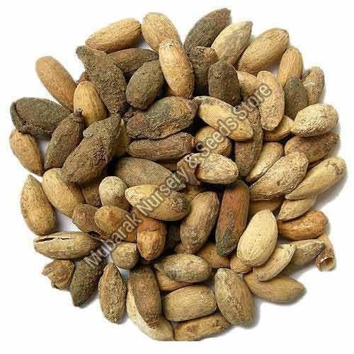 Neem Seeds