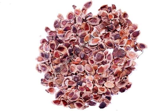 Silver Oak Tree Seeds
