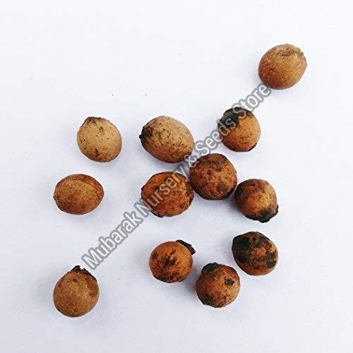 White Sandalwood Seeds