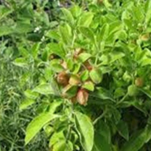 Ashwagandha
