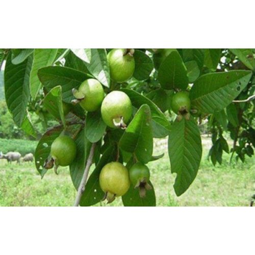 Guava