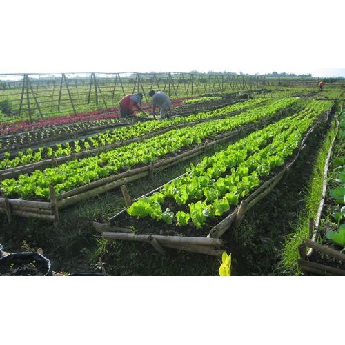 Organic Farming Services
