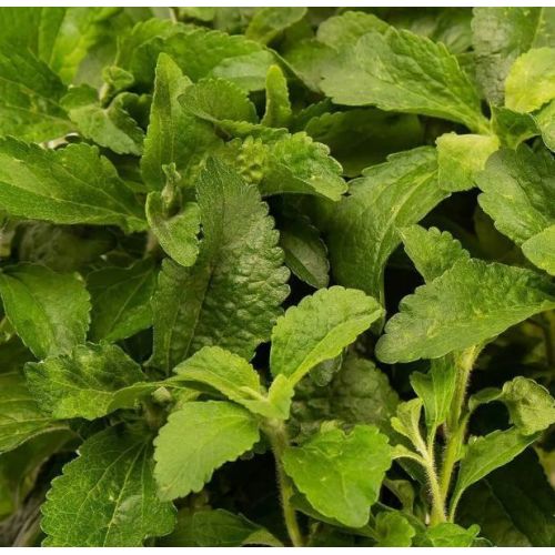 Stevia Contract Farming