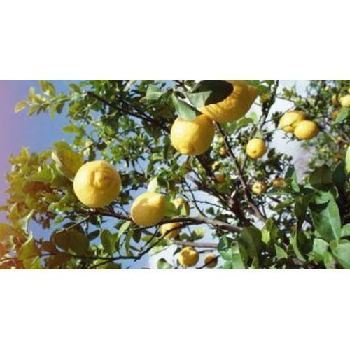 Thai Lemon