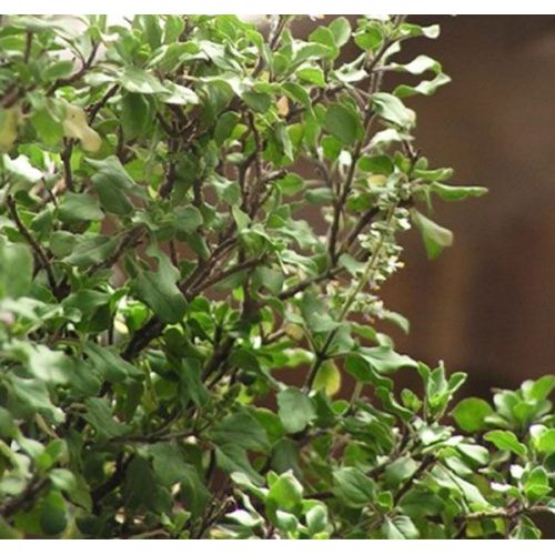 Tulsi Plants
