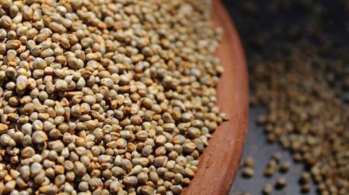 Pearl Millet