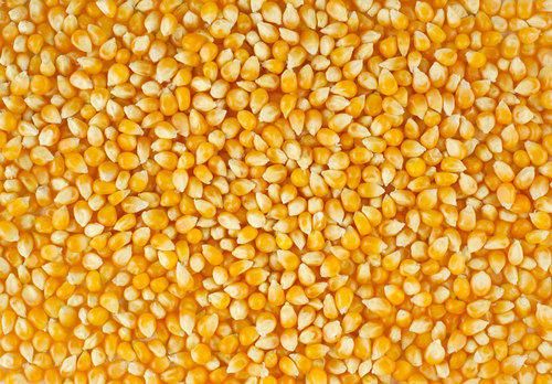 Yellow Corn