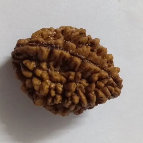 2 Mukhi Rudraksha