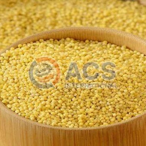 Foxtail Millet