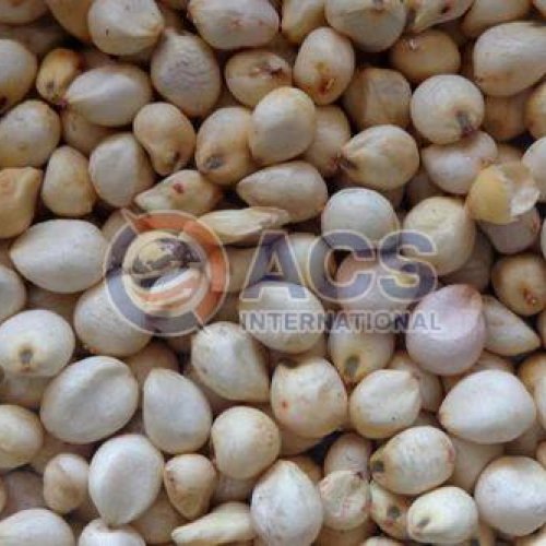 Sorghum Millet