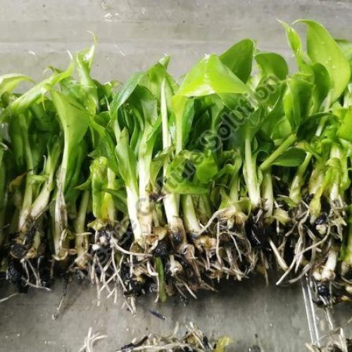 Tissue Culture Banana Ex Agar Plant