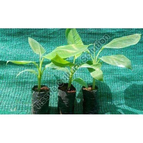banana tissue culture plants