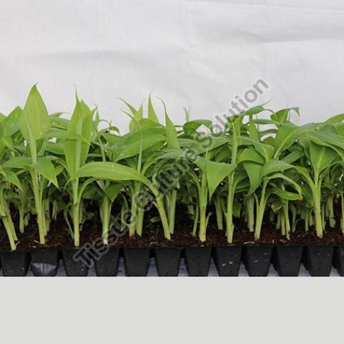Primary Hardened Banana Tissue Culture Plant