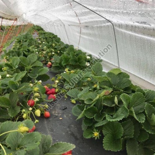Strawberry Runner Plant