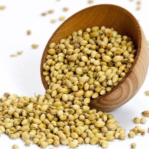 Fresh Coriander Seeds