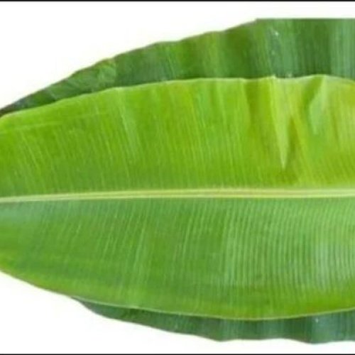 Fresh Banana Leaf