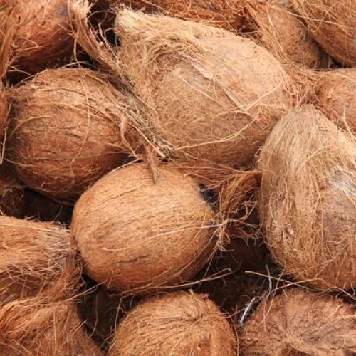 Natural Semi Husked Coconut