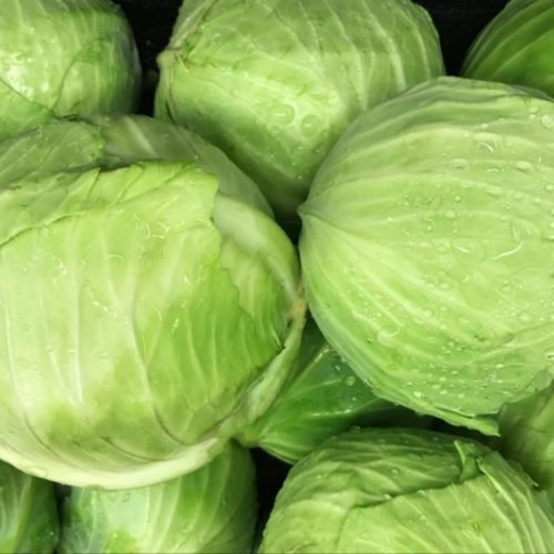 Fresh Cabbage