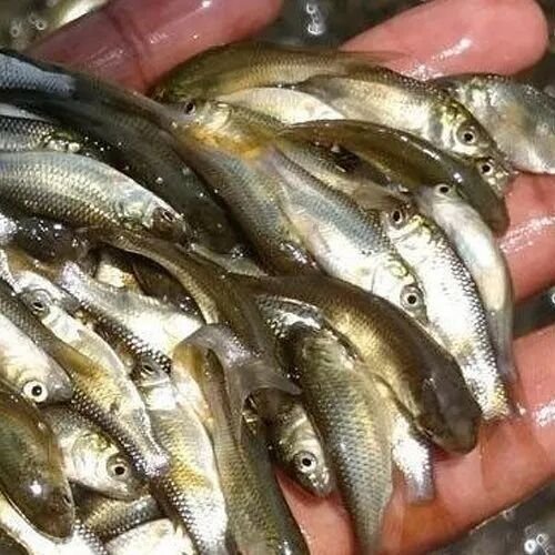 grass carp fish seed