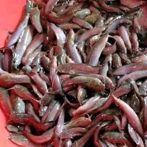 Mangur Fish Seed