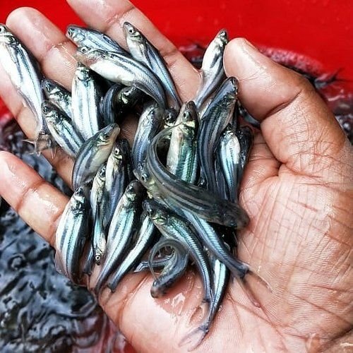 pangasius fish seed