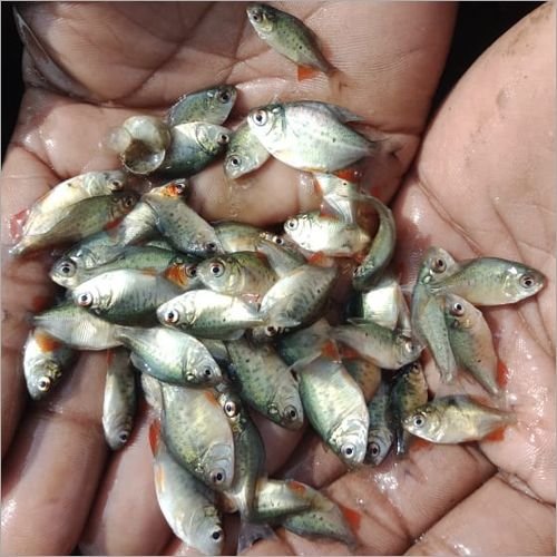 Rupchanda Fish Seed