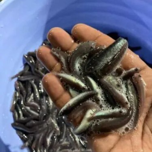 Snakehead Murrel Fish Seed