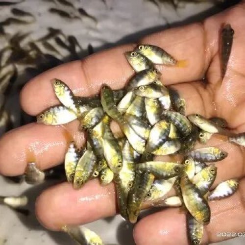 Tilapia Fish Seed