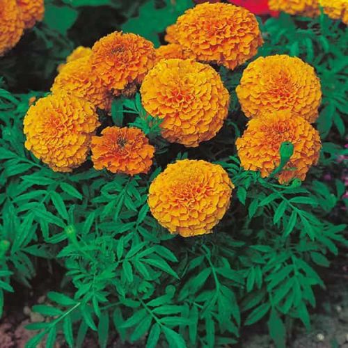 Marigold Flowers