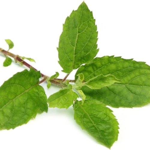 Tulsi Leaves