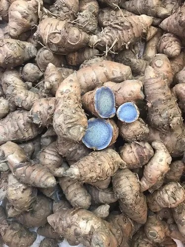 Black Turmeric