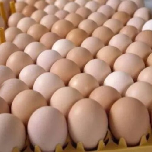 Broiler Hatching Eggs