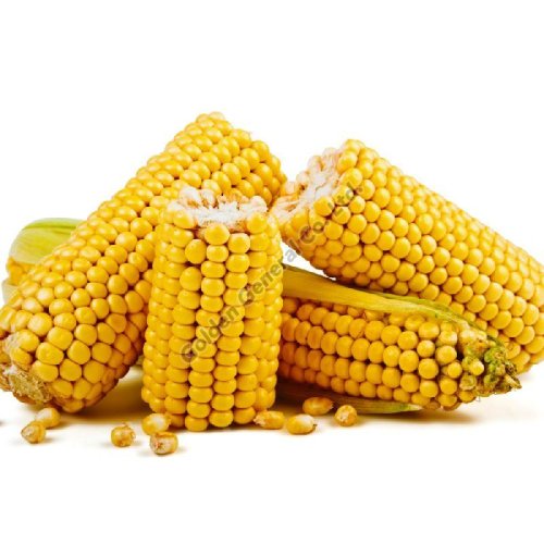 Yellow Corn