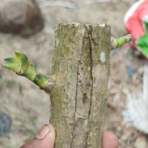Brazilian Lucky Wood Plant