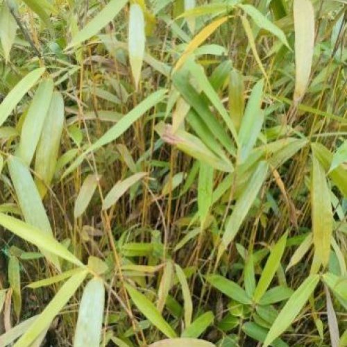 Dendrocalamus Giganteus Bamboo Plant