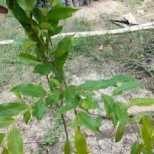 Green Agarwood Plant