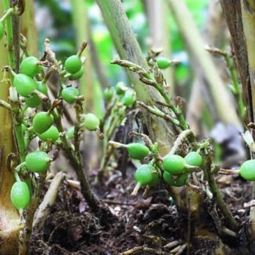 Green Cardamom Plant