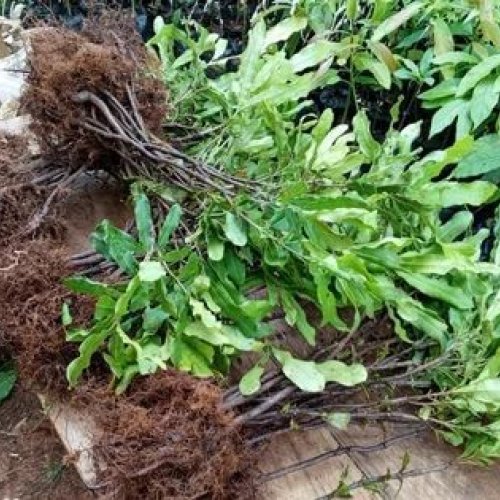 Full Sun Exposure Macadamia Nut Plant