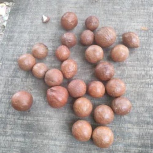 Macadamia Nut Seeds