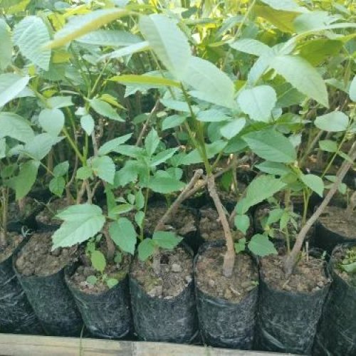 Walnut Plant