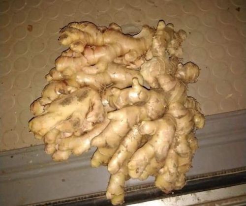 Fresh Ginger