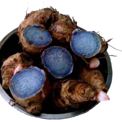 Fresh Black Turmeric