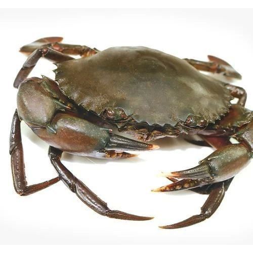 Fresh Crab