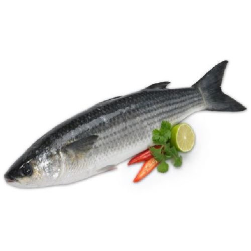 Fresh Sea Bass Fish