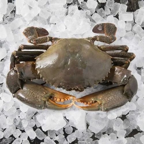 Fresh Crab